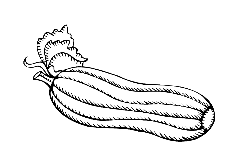 Coloring page Zucchini Print